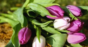 Tandori Dezső: Doboz és tulipán